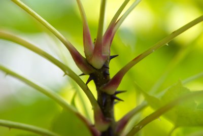 Kalopanax pictus - dlanitec pestrý - trny